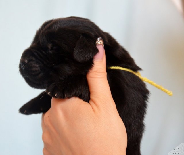 Фото: ньюфаундленд Амбер Чарм Иларита (Amber Charm Ilarita)