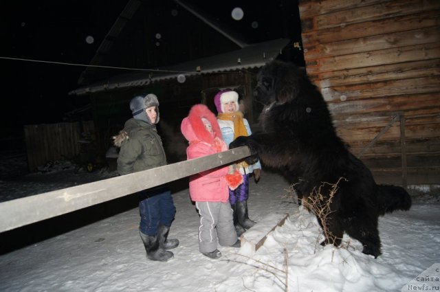 Фото: ньюфаундленд Руби Шайн из Медвежьего Яра (Ruby Shine iz Medvejyego  Yara)