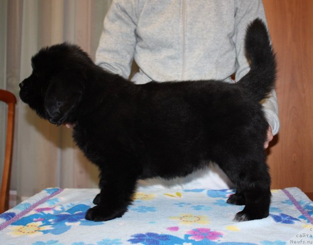 Фото: ньюфаундленд Соул оф Роуз Арлин