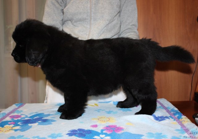 Фото: ньюфаундленд Соул оф Роуз Арлин