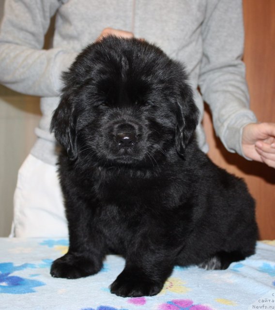 Фото: ньюфаундленд Соул оф Роуз Арлин