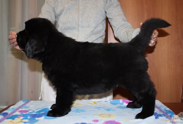 Фото: ньюфаундленд Соул оф Роуз Алистер