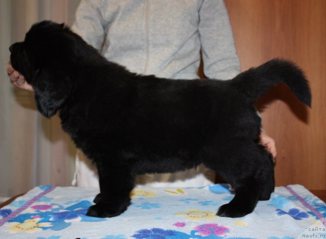 Фото: ньюфаундленд Соул оф Роуз Алистер