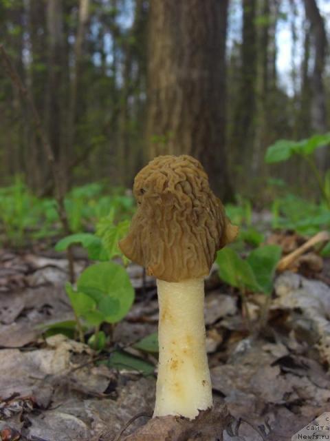 Фотография № 11530