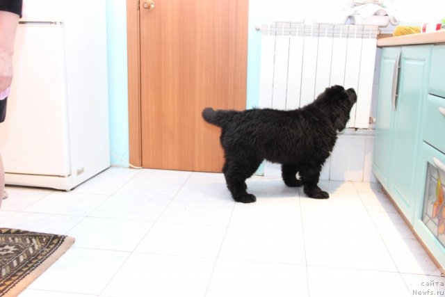 Фото: ньюфаундленд Симба Де Лорес