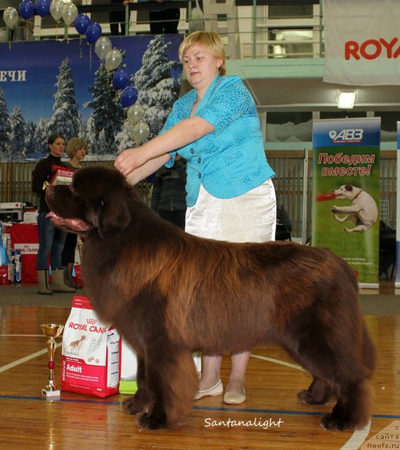 Фото: ньюфаундленд Акватория Келвин Редс Бегин энд Вин (Aquatoriya Kelvin Reds Begin and Win), Татьяна Абутова