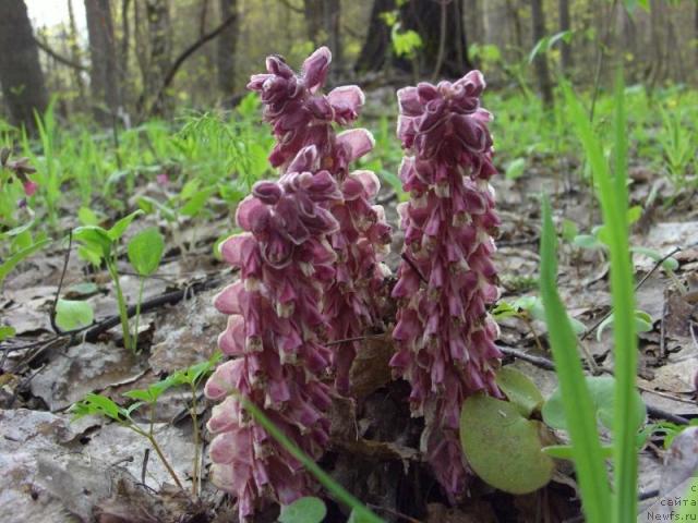 Фотография № 11531