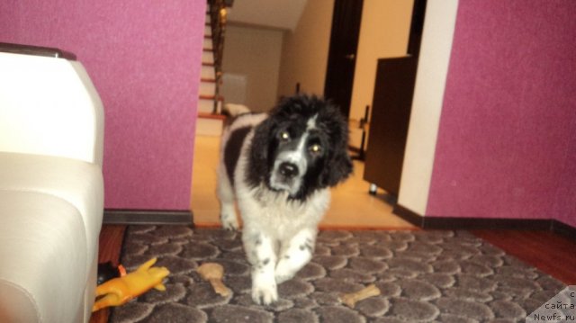 Фото: ньюфаундленд Сент Джонс Вива Виктория (Sent Djons Viva Viktoria)