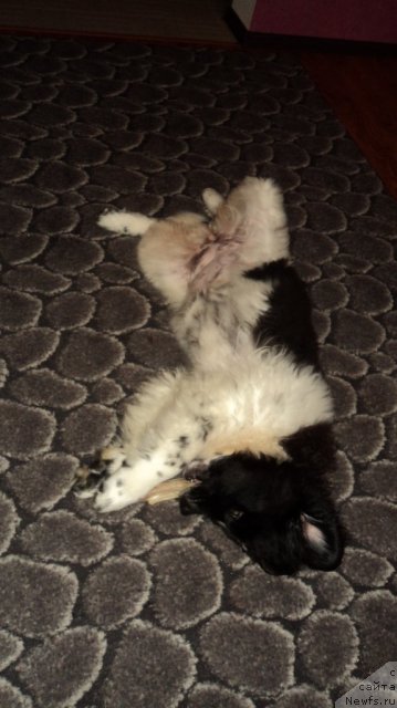 Фото: ньюфаундленд Сент Джонс Вива Виктория (Sent Djons Viva Viktoria)