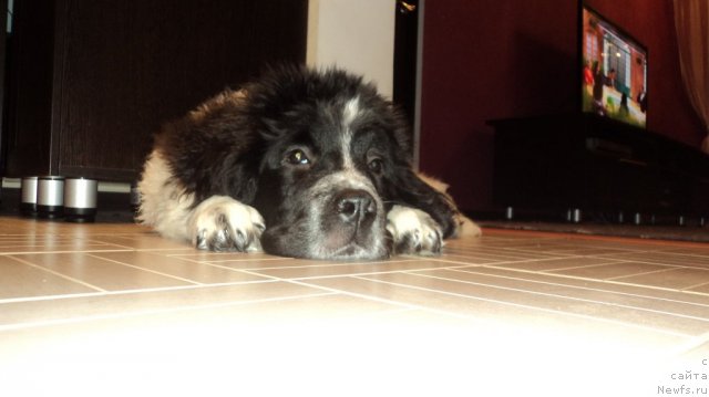 Фото: ньюфаундленд Сент Джонс Вива Виктория (Sent Djons Viva Viktoria)