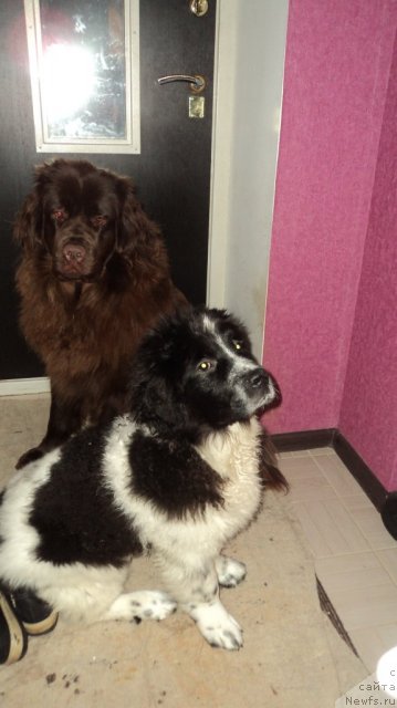 Фото: ньюфаундленд Ван Лен Тайм Женевьева, ньюфаундленд Сент Джонс Вива Виктория (Sent Djons Viva Viktoria)