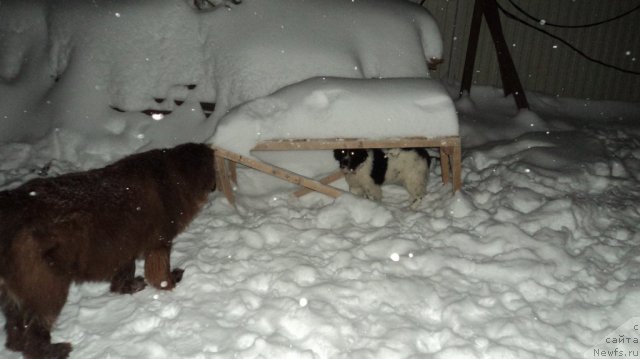 Фото: ньюфаундленд Ван Лен Тайм Женевьева, ньюфаундленд Сент Джонс Вива Виктория (Sent Djons Viva Viktoria)