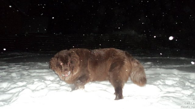 Фото: ньюфаундленд Ван Лен Тайм Женевьева