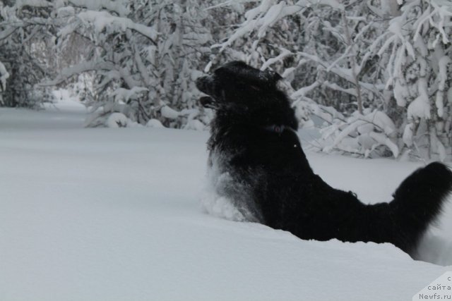 Фотография № 115323