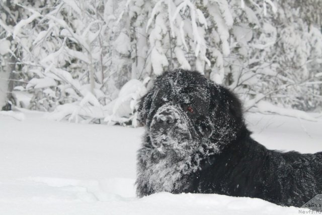 Фотография № 115325