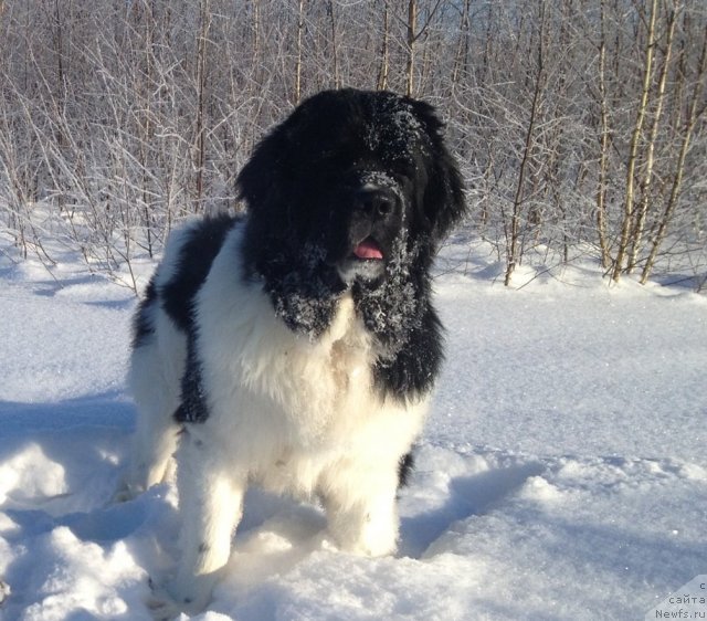 Фото: ньюфаундленд Чинзано Асти от Сибирского Медведя