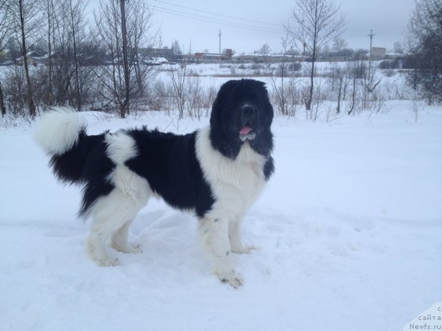 Фото: ньюфаундленд Чинзано Асти от Сибирского Медведя