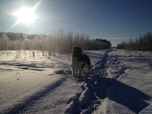 Фото: ньюфаундленд Чинзано Асти от Сибирского Медведя