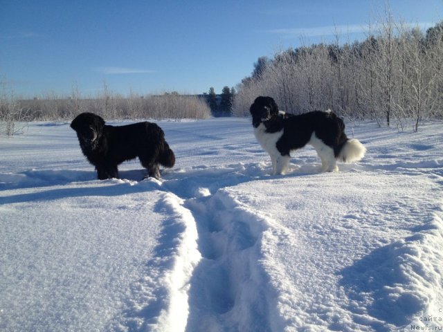 Фото: ньюфаундленд Потап Юнитер, ньюфаундленд Чинзано Асти от Сибирского Медведя