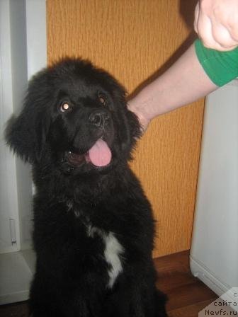 Фото: ньюфаундленд Супер Премиум Метель