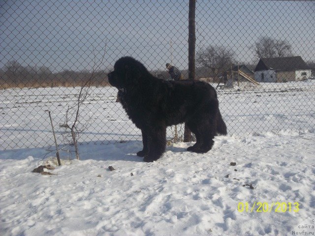 Фото: ньюфаундленд Супер Премиум Линиэль Дайлиррин (Super Premium Liniel Daylirring)