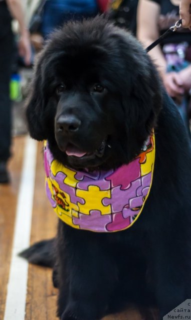 Фото: ньюфаундленд Би Перфект Алмаз