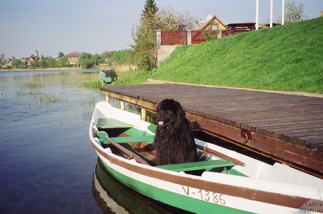 Фото: Black Lady Kranz Portos