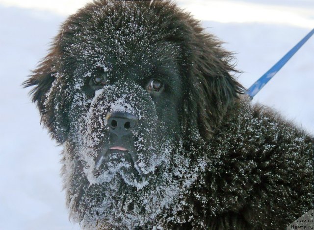 Фото: ньюфаундленд Very Fairweathers Zhade