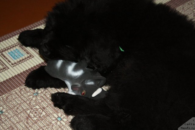 Фотография № 115367