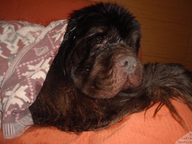 Фото: ньюфаундленд Супер Премиум Брабус