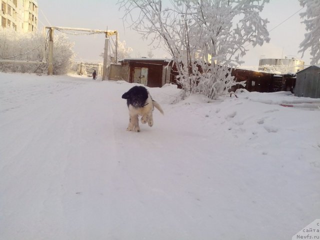 Фото: ньюфаундленд Степная Пальмира Единственный Мой