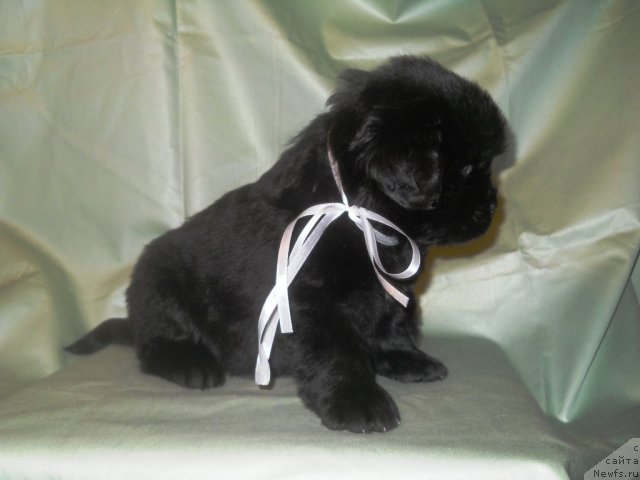 Фото: ньюфаундленд Сафари Шамба Климовна