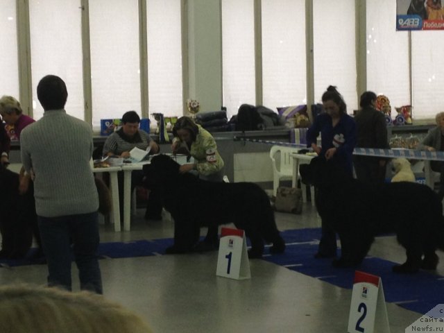 Фото: Ольга Королева, ньюфаундленд Питерньюф Монте Кристо (Piternyuf Monte Kristo)