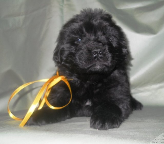 Фото: ньюфаундленд Сказка с Подножия Килиманджаро