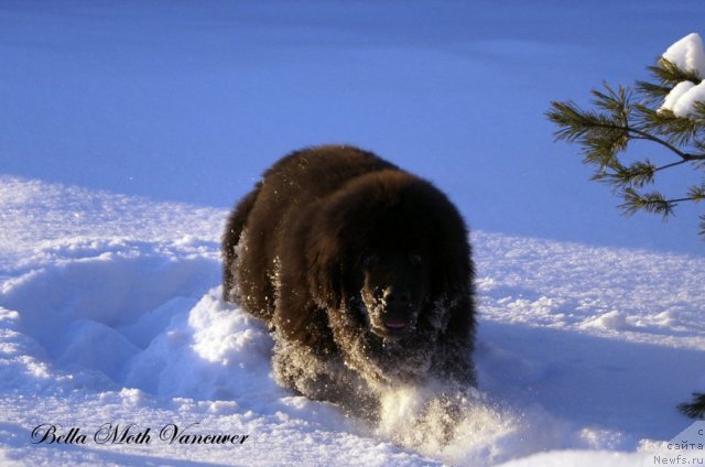 Фотография № 115398