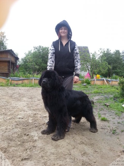 Фото: ньюфаундленд Питерньюф Монт Бланк (Piternyuf Mont Blanc), Екатерина Николаева