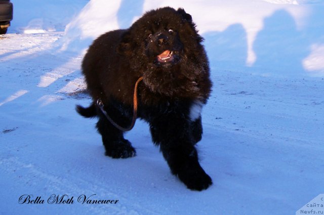 Фотография № 115409