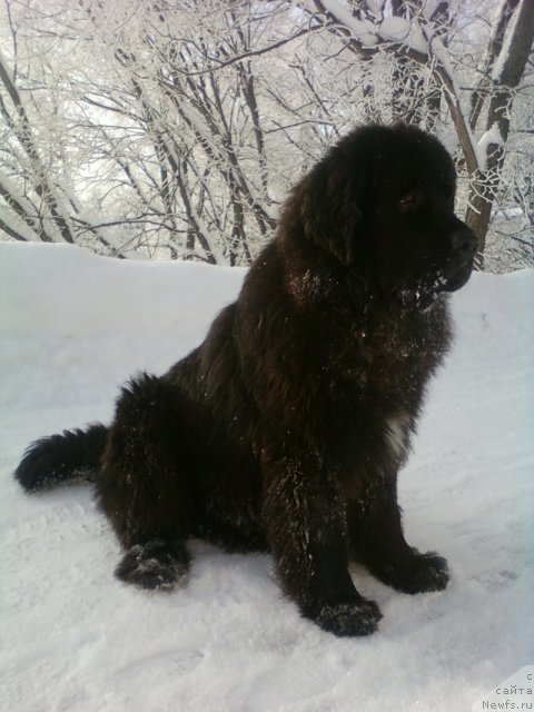 Фото: ньюфаундленд Изящный Франт