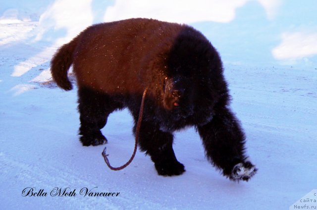 Фото: ньюфаундленд Бэлла Мосс Ванкувер