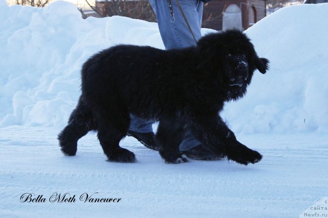 Фотография № 115419