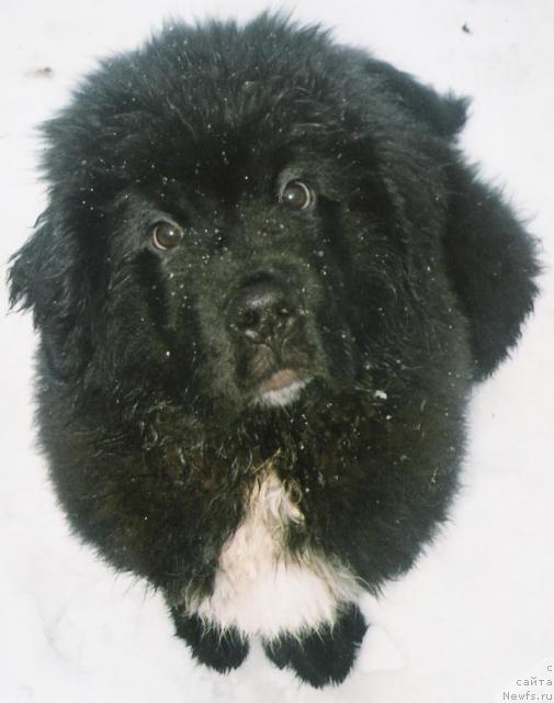 Фото: ньюфаундленд Плюшевая Панда Ингиборг