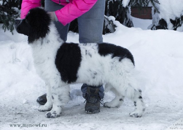 Фото: ньюфаундленд Сент Джонс Вива Виктория (Sent Djons Viva Viktoria)