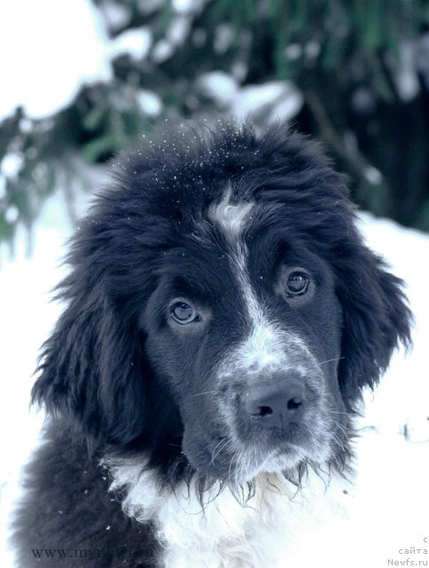 Фото: ньюфаундленд Сент Джонс Вива Виктория (Sent Djons Viva Viktoria)