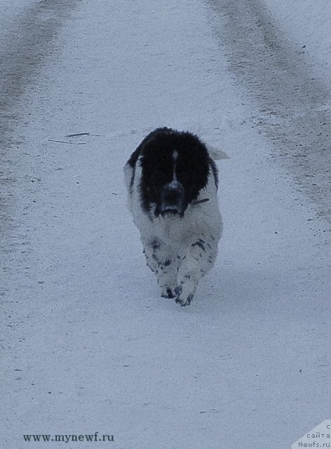 Фото: ньюфаундленд Сент Джонс Вива Виктория (Sent Djons Viva Viktoria)