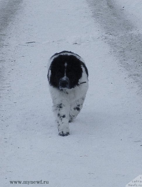 Фото: ньюфаундленд Сент Джонс Вива Виктория (Sent Djons Viva Viktoria)