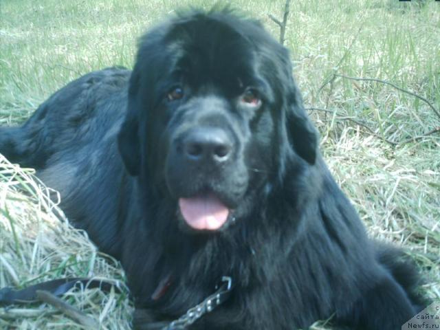 Фото: ньюфаундленд Малина Сладкая от Сибирского Медведя (Malina Sladkaya ot Sibirskogo Medvedja)