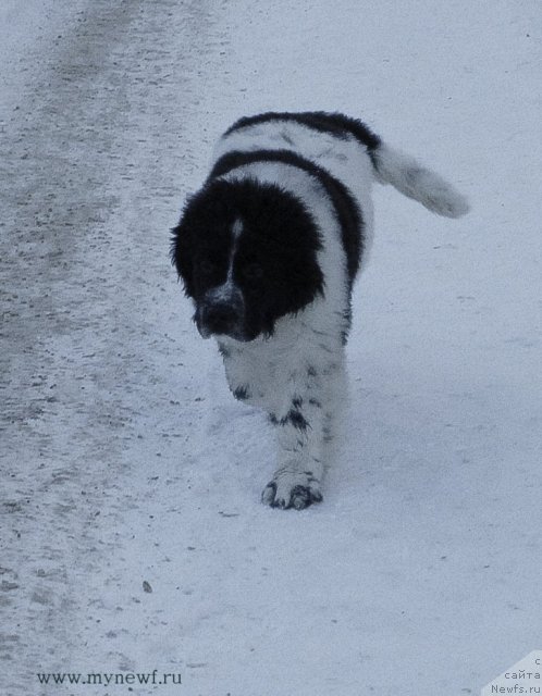 Фото: ньюфаундленд Сент Джонс Вива Виктория (Sent Djons Viva Viktoria)