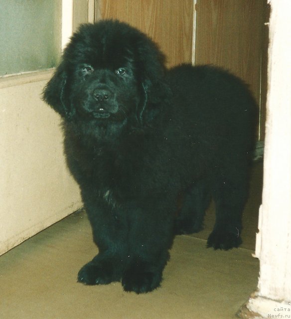 Фото: ньюфаундленд Сент Джонс Дора (Sent Djons Dora)