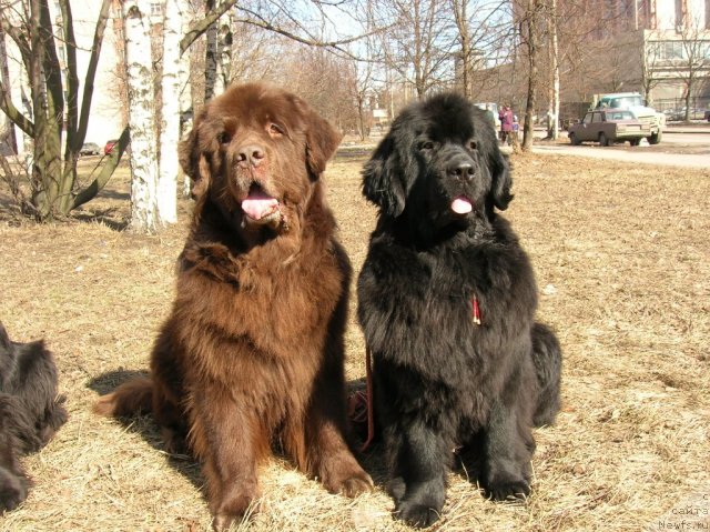 Фотография № 115435