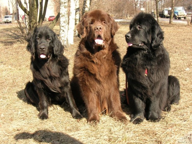 Фотография № 115437